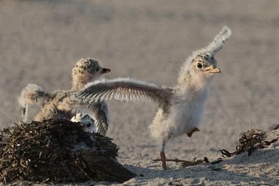 Least Tern babies excited3.jpg