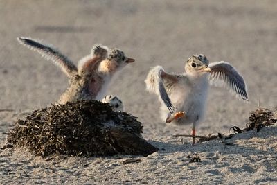 Least Tern babies excited2.jpg