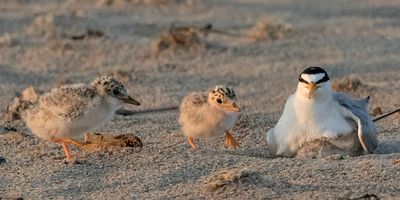 Least babies run to mom,1 under