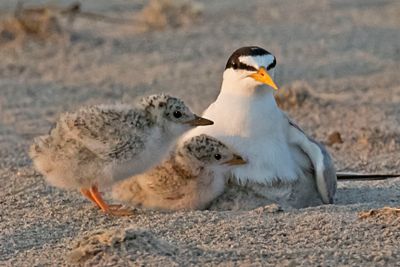 Least Tern babies in front of mom, 1 under.jpg