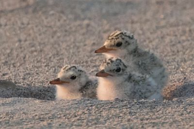 Least Tern babies look left after mom left.jpg