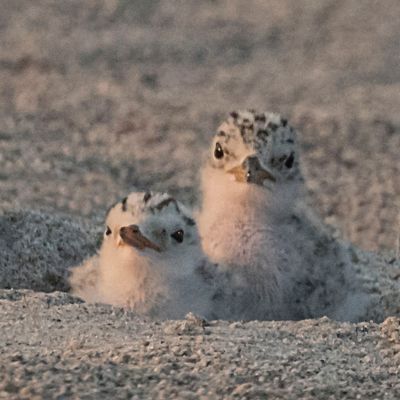 Least Tern babies, two, in hole.jpg
