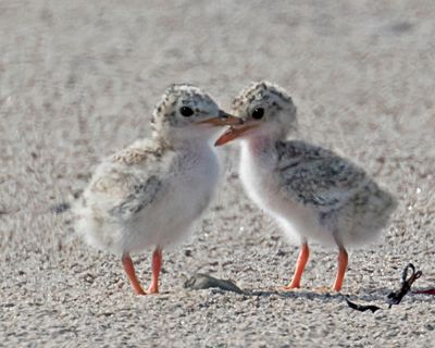 Least Tern babies, two.jpg