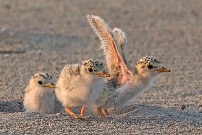Least Tern baby trio, one wants to leave.jpg