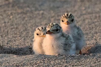 Least Tern trio together after mom left3.jpg