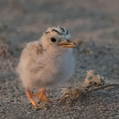 Least Tern baby walking.jpg