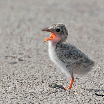 Least Tern baby yelling.jpg