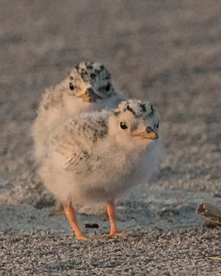 Least Terns one behind another.jpg