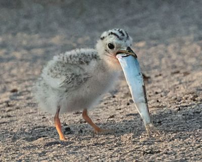 Least Tern baby just got big fish.jpg