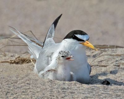 Least Tern Baby by mom's side, beak open.jpg