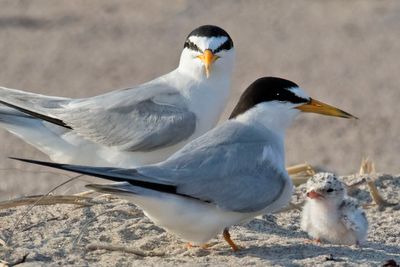 Least Tern pair with new baby.jpg