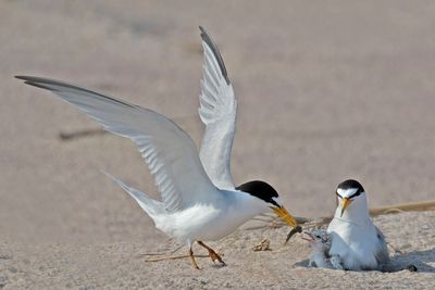 Least Tern dad brings fish for baby.jpg