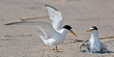 Least Tern dad just gave baby a fish.jpg