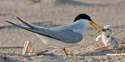 Least Tern dad gives fish to new baby.jpg