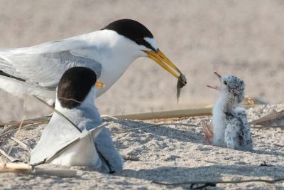Least Tern dad offers fish to newborn as mom watches.jpg
