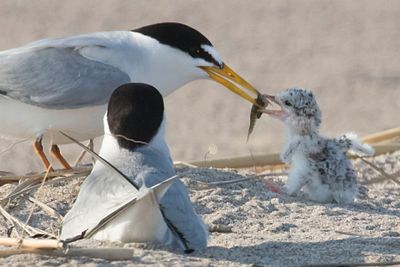 Least Tern baby about to grab fish, mom watches.jpg