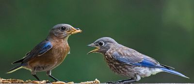 Bluebird baby waits for mealworms from dad.jpg