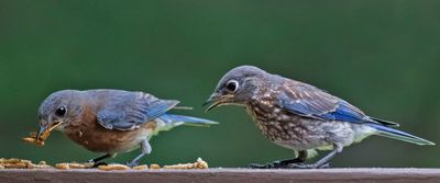 Bluebird baby watches as dad picks mealworms.jpg