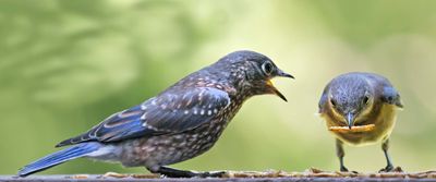 Bluebird begs dad with worm.jpg