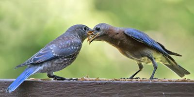 Bluebird dad feeds fledgling on deck.jpg