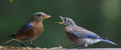 Bluebird fledgling begs dad for mealworms on deck.jpg