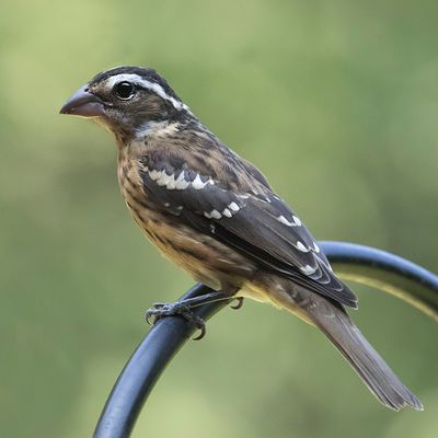 RB Grosbeak juv on feeder rod.jpg