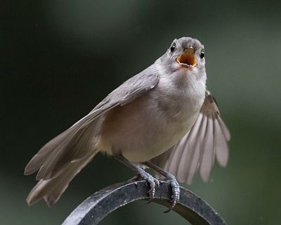 Titmouse young begging.jpg