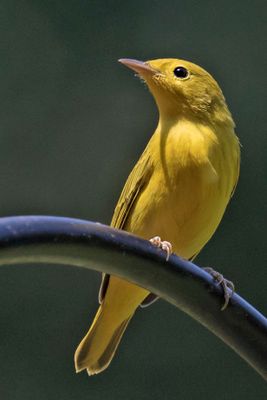 Yellow Warbler on feeder rod.jpg