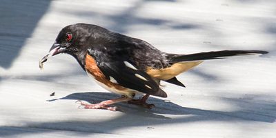 Towhee eating seeds.jpg