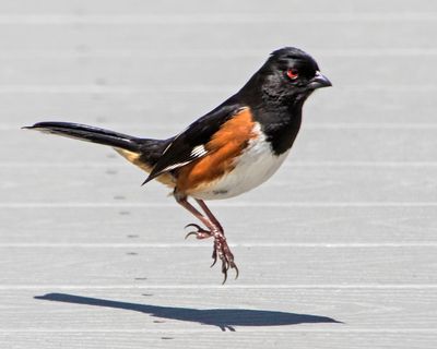 Towhee hops on boardwalk.jpg