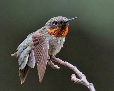 Ruby-thr hummer male stretches.jpg