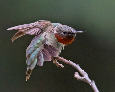 Ruby-thr hummer stretches2.jpg