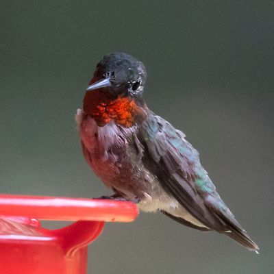 Ruby-thr hummer male on feeder.jpg