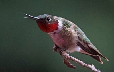 Ruby-throated Hummer male on stick.jpg