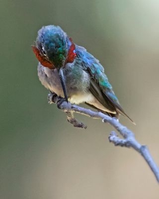 Ruby-throated Hummer male looks down from stick.jpg