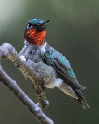 Ruby-throated hummer looks out from branch.jpg