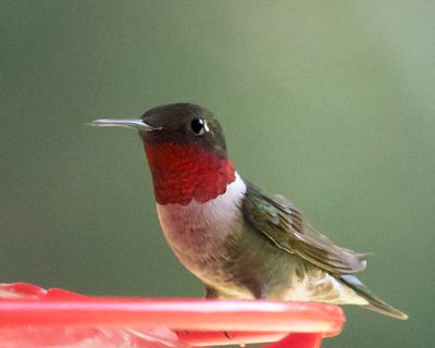 Ruby-throated Hummer male at feeder.jpg