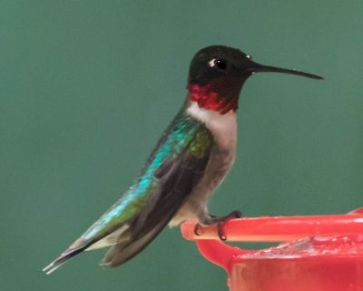 Ruby-thr hummer poses on feeder, raindrops on beak.jpg