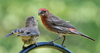 House Finch baby begs to dad on feeder rod.jpg