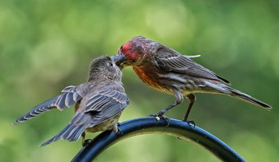 House Finch dad feeds baby on feeder rod.jpg