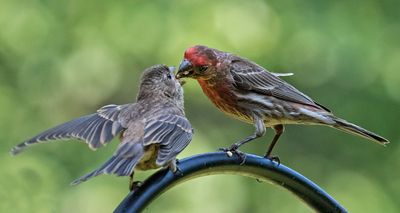 House Finch dad feeds baby on feeder rod2.jpg