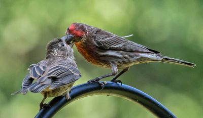House Finch feeds baby on feeder rod4.jpg