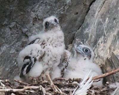 Peregrine baby looks up at sibling standing.jpg