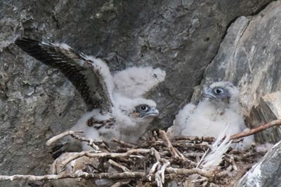 Peregrine baby stares at sibling flapping.jpg