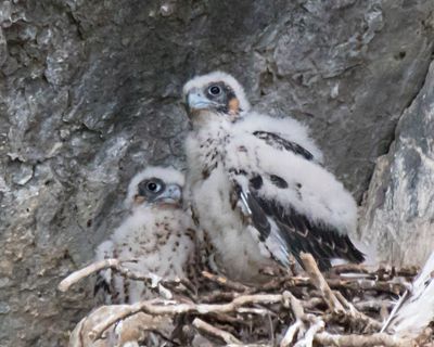 Peregrine siblings, 2, cudddle.jpg