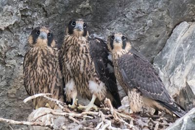 Peregrine siblings stare.jpg