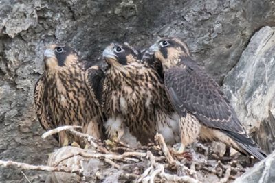 Peregrine trio looking left.jpg