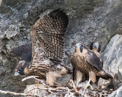 Peregrine young,1 stretches left.jpg