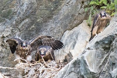 Peregrine young yell for incoming food.jpg