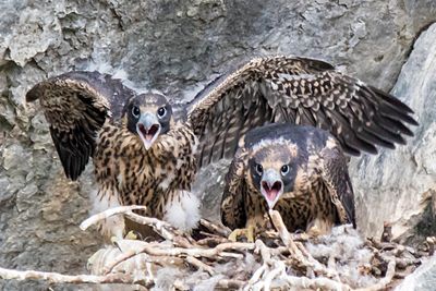 Peregrine young, two, yell for incoming food.jpg
